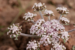 Lomatium nevadense parishii