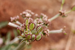 Lomatium nevadense parishii