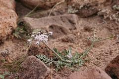 Lomatium nevadense parishii