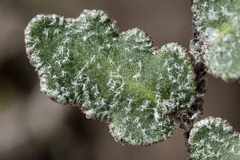 Astrolepis windhamii