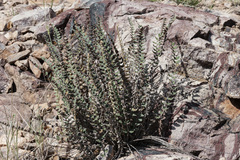 Astrolepis windhamii