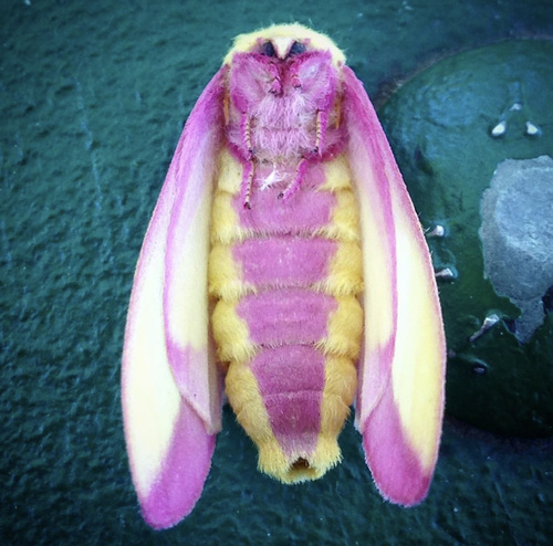 Rosy Maple Moth, photo 6 of 7