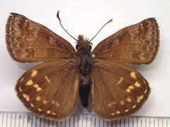 Erynnis montanus