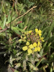Erysimum menziesii