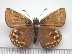 Erynnis montanus