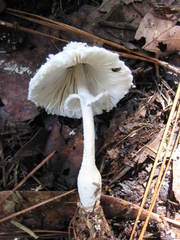 Leucocoprinus cretaceus image