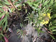 Erysimum menziesii