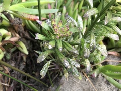 Erysimum menziesii