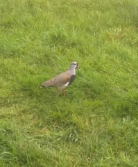 Vanellus chilensis chilensis