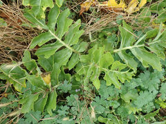 Sonchus grandifolius