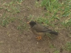 Turdus falcklandii magellanicus