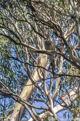 Anthochaera paradoxa