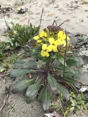Erysimum menziesii