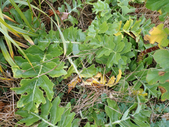 Sonchus grandifolius
