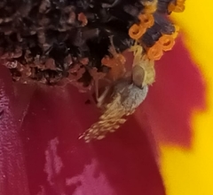 Campiglossa sororcula