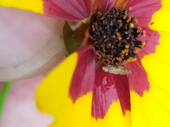 Campiglossa sororcula