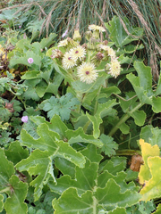 Sonchus grandifolius
