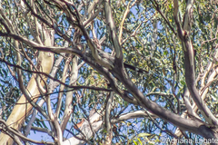 Anthochaera paradoxa