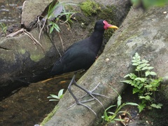 Jacana jacana hypomelaena