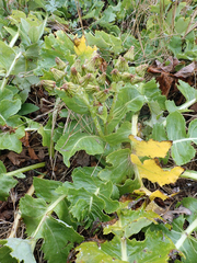 Sonchus grandifolius