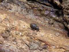 Myosides seriehispidus