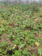 Sonchus grandifolius