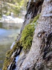 Aquilonium plicatulum