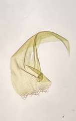 Aquilonium plicatulum