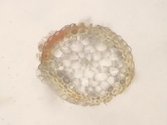 Aquilonium plicatulum