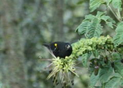 Cacicus chrysonotus