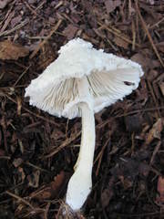 Leucocoprinus cretaceus image