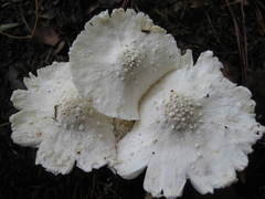 Leucocoprinus cretaceus image