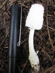 Leucocoprinus cretaceus image