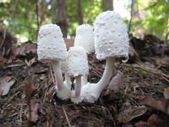 Leucocoprinus cretaceus image