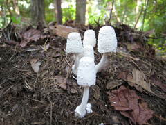 Leucocoprinus cretaceus image