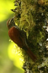 Margarornis squamiger