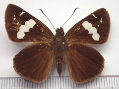 Notocrypta curvifascia