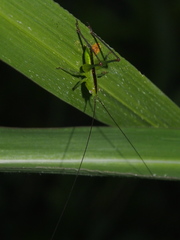 Anisoptera