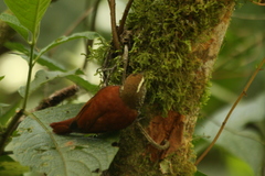 Margarornis squamiger