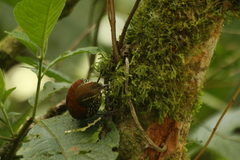 Margarornis squamiger