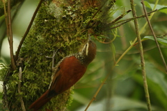 Margarornis squamiger