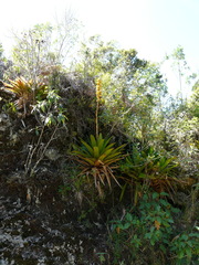 Cipuropsis hospitalis