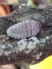 Coelostomidia