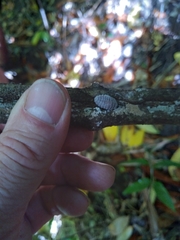 Coelostomidia