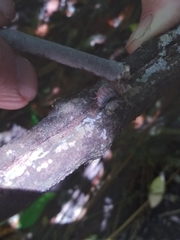 Coelostomidia