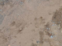 Hydrochoerus hydrochaeris