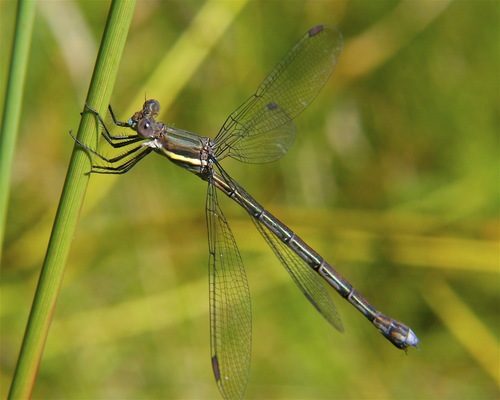 Great Spreadwing