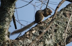 Heliosciurus rufobrachium