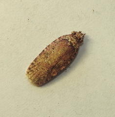 Agonopterix clemensella
