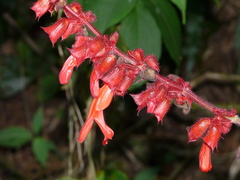 Salvia libanensis